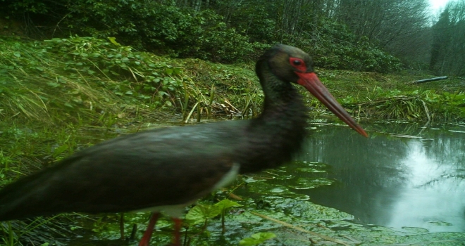 Küre Dağlarındaki Yaban Hayatı Fotokapanda