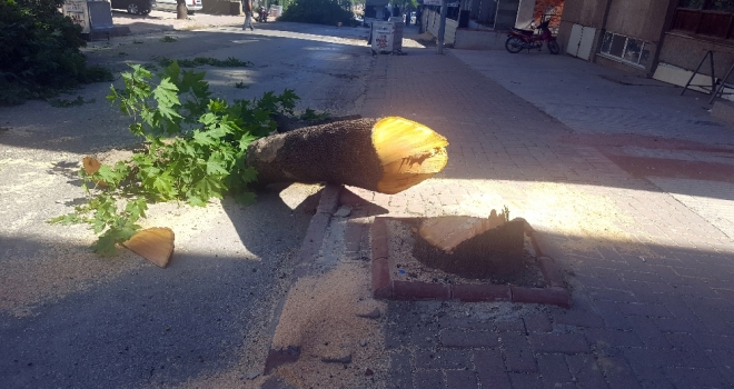 Chpli Belediye Yolu Genişletmek İçin Ağaçları Kesti