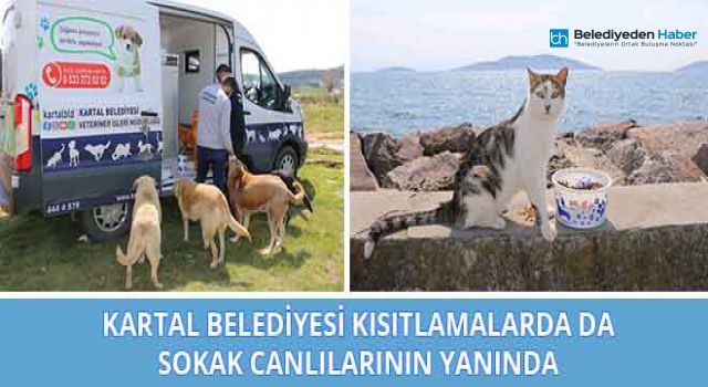 Kartal Belediyesi Kısıtlamada da Sokak Canlarının Yanında