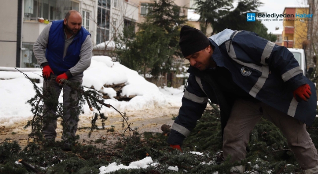 Kartal’da Budanan Ağaç Dalları İhtiyaç Sahiplerine Yakacak Oluyor