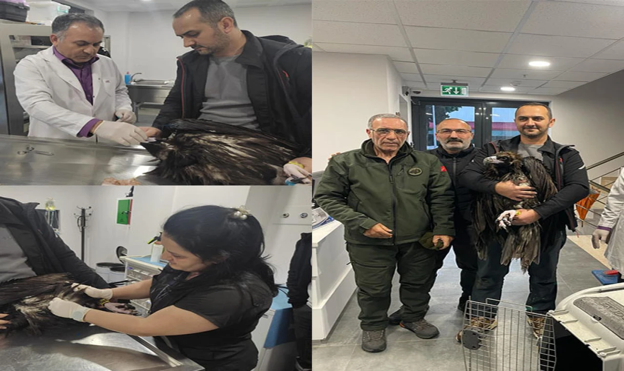 Kartal’da Yaralı Akbaba Tedavi Altına Alındı