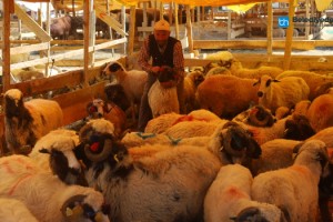 KARTAL BELEDİYESİ 200 KİŞİLİK EKİP İLE KURBAN BAYRAMI’NDA GÖREVE HAZIR