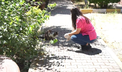 Kısırlaştırılan Kediler İçin Mama Ataşehir’den